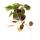 Philodendron micans - Dunkler Kletternder Baumfreund - 12cm Topf