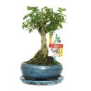 Bonsai Chin. Liguster - Ligustrum sinensis - ca. 6 Jahre...