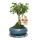 Chin. Privet - Ligustrum sinensis - 6 years - spherical shape