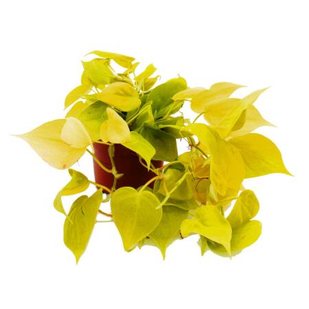 Philodendron scandens Lime - yellow-green climbing tree friend - 12cm pot