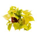 Philodendron scandens Lime - yellow-green climbing tree...