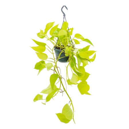 Plante dintérieur à suspendre - Lierre lumineux - Epipremnum Golden Pothos - Scindapsus - Pot suspendu 14cm