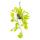 Indoor plant to hang - luminous ivy - Epipremnum Golden Pothos - Scindapsus - 14cm hanging pot