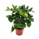 Philodendron selloum Atom - green tree friend with...