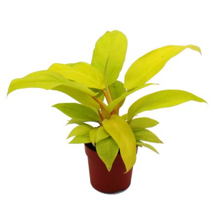 Philodendron Lemon Lime - leuchtend gelber Baumfreund - 12cm Topf