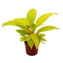 Philodendron Lemon Lime - bright yellow tree friend -...