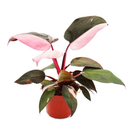 Philodendron Pink Princess - pink-black tree friend - 12cm pot