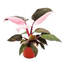 Philodendron Pink Princess - pink-schwarzer Baumfreund -...