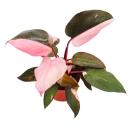 Philodendron Pink Princess - pink-schwarzer Baumfreund -...