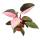 Philodendron Pink Princess - pink-schwarzer Baumfreund - 12cm Topf