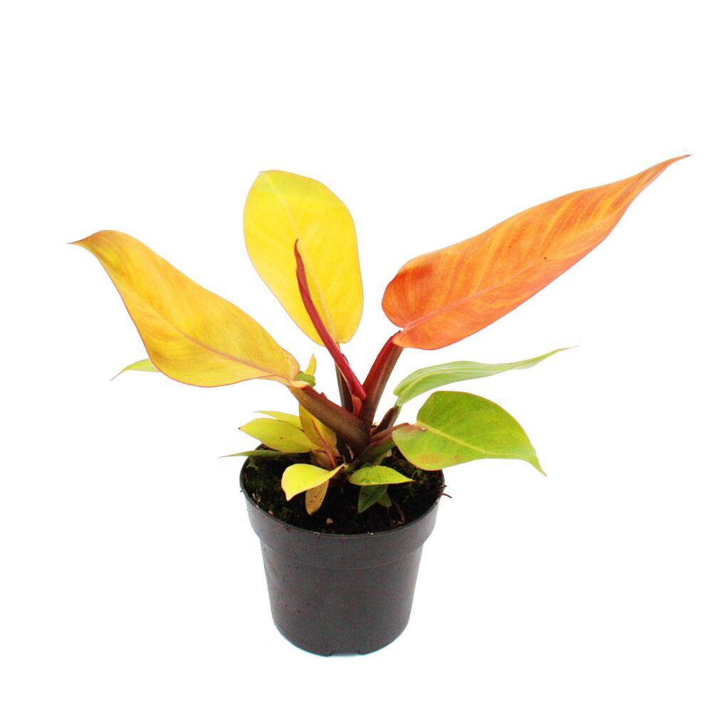 Philodendron Prince of Orange - orangener Baumfreund - 14cm Topf