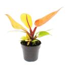 Philodendron Prince dOrange - ami oranger - pot 12cm