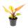 Philodendron Prince of Orange - orangener Baumfreund - 12cm Topf