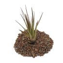 Tillandsia melanocrater tricolor - lose Pflanze gross