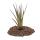 Tillandsia melanocrater tricolor - loose Plant big