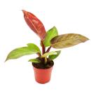 Philodendron Imperial Red - roter Baumfreund - 12cm Topf