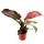 Philodendron Imperial Red - ami arbre rouge - pot 12cm