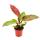 Philodendron Imperial Red - ami arbre rouge - pot 12cm
