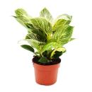 Philodendron White Wave - white-striped tree friend -...