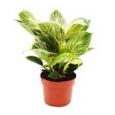 Philodendron White Wave - ami arbre rayé blanc - pot 12cm