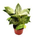 Philodendron White Wave - wei&szlig;-gestreifter...