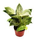 Philodendron White Wave - white-striped tree friend -...