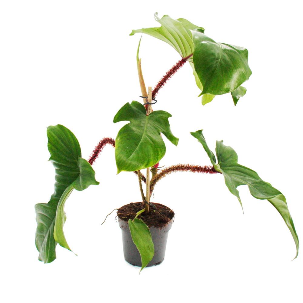 Philodendron squamiferum - the wild red-stemmed tree friend - 12cm po
