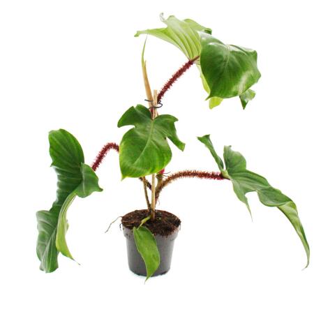 Philodendron squamiferum - lami sauvage de larbre à poigne rouge - Pot 12cm