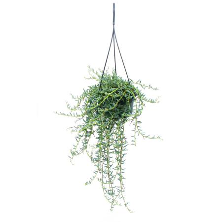 Senecio hallianus Ampelpflanze - Curio hallianus in 14cm traffic light - hanging