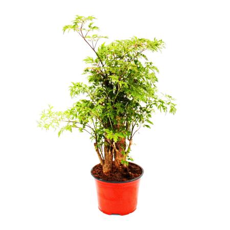 Feather aralia - Polyscias fruticosa - easy-care houseplant with trunk - 12cm pot