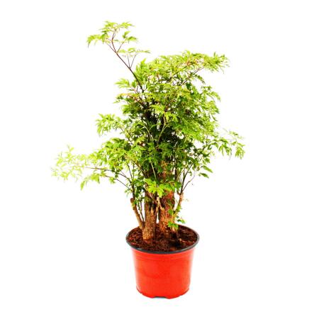 Feather aralia - Polyscias fruticosa - easy-care houseplant with trunk - 12cm pot