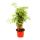 Fiederaralie - Polyscias fruticosa - pflegeleichte Zimmerpflanze mit Stamm - 12cm Topf