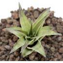 Tillandsia brachycaulos mutliflora - petite plante en vrac