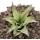 Tillandsia brachycaulos mutliflora - lose Pflanze klein