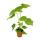 Linden tree - Sparmannia africana - 20cm pot