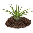 Tillandsia brachycaulos abdida - grande plante en vrac