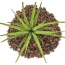 Tillandsia brachycaulos abdida - lose Pflanze gross