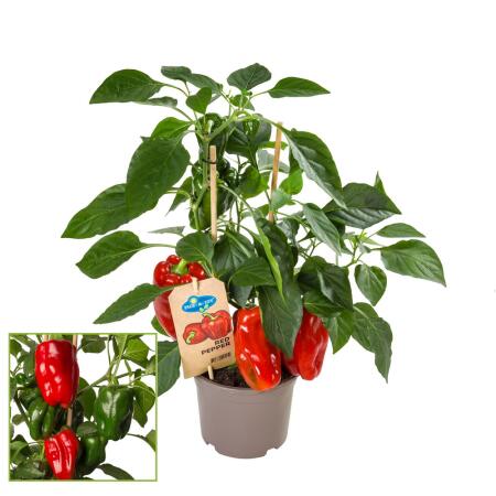 Paprika-Pflanze mit roten Fr&uuml;chten - f&uuml;r Balkon und Garten - 14cm Topf - Gem&uuml;se-To-Go