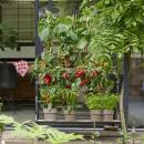 Paprika plant with red fruits - for balcony and garden - 14cm pot - vegetable to-go