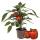 Paprika-Pflanze mit roten Fr&uuml;chten - f&uuml;r Balkon und Garten - 14cm Topf - Gem&uuml;se-To-Go