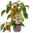 Chili-Pflanze - mild - Peperoni - Pfefferstrauch für...