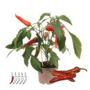 Chili-Pflanze - mild - Peperoni - Pfefferstrauch f&uuml;r Balkon und Garten - 14cm Topf - Gem&uuml;se-To-Go