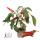 Chili-Pflanze - mild - Peperoni - Pfefferstrauch f&uuml;r Balkon und Garten - 14cm Topf - Gem&uuml;se-To-Go