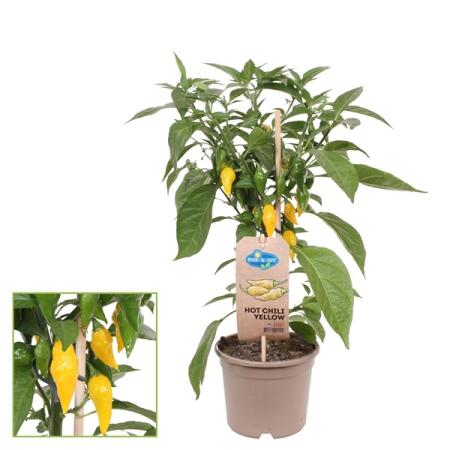 Chili plant - hot - pepperoni - pepper bush for balcony and garden - 14cm pot - vegetable to-go