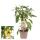 Chili plant - hot - pepperoni - pepper bush for balcony and garden - 14cm pot - vegetable to-go