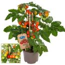 Kirschtomate - Cherrytomate - Pflanze mit vielen Fr&uuml;chten - f&uuml;r Balkon und Garten - 14cm Topf - Gem&uuml;se-To-Go