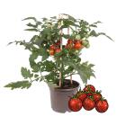 Kirschtomate - Cherrytomate - Pflanze mit vielen Fr&uuml;chten - f&uuml;r Balkon und Garten - 14cm Topf - Gem&uuml;se-To-Go