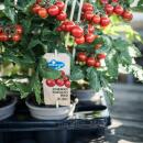 Cherry tomato - cherry tomato - plant with many fruits - for balcony and garden - 14cm pot - vegetable to-go