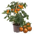 Orange Cherry tomato - cherry tomato - plant with many fruits - for balcony and garden - 14cm pot - vegetable to-go