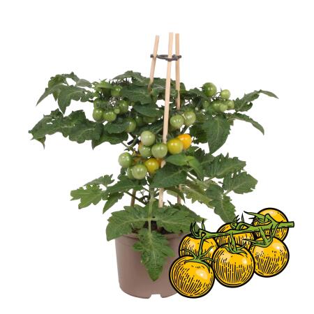 Gelbe Kirschtomate - Cherrytomate - Pflanze mit vielen Früchten - für Balkon und Garten - 14cm Topf - Gemüse-To-Go